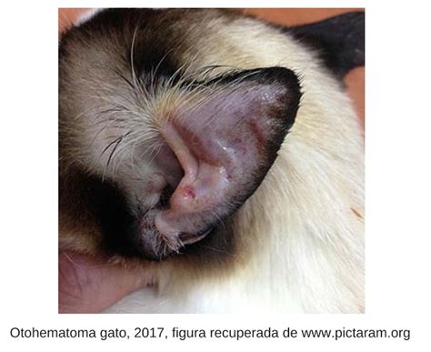 Fotos De Otohematoma Em Cães
