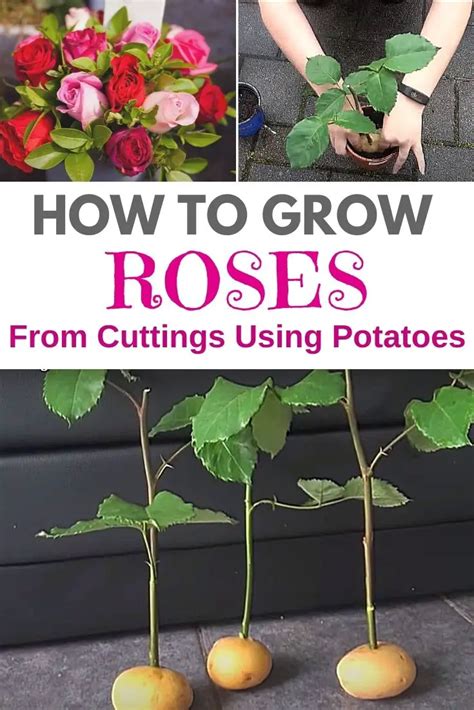 How To Grow Roses From Cuttings Using Potatoes Amaze Vege Garden