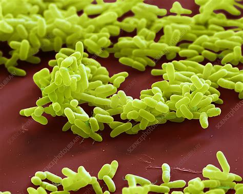 Escherichia Coli Bacteria Sem Stock Image B2300289 Science