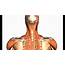 Back Of Neck Anatomy Muscles / I Netters  REBEL EM