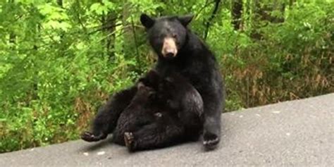 Black Bear Spotted Nursing Three Cubs On The Side Of A Road Near Gatlinburg Its A Southern Thing
