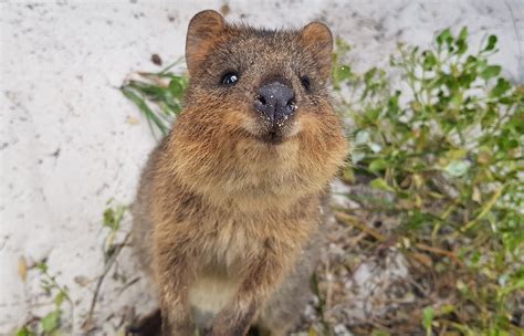 Quokka Quokka 11 Facts About Australia S Cutest Animal Quokkas Are