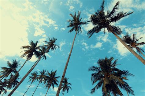 1000 Interesting Palm Trees Photos · Pexels · Free Stock Photos