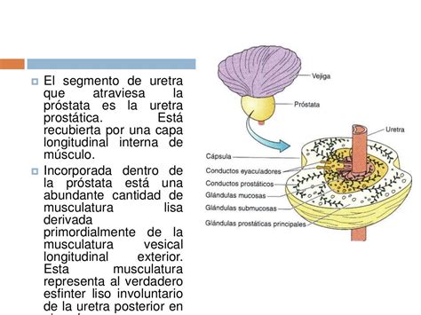 Anatomia De La Prostata