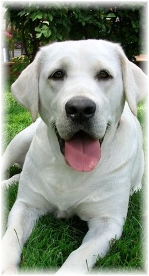 They also have their dewclaws in the winter months our english white lab puppies make several short trips outside once they are 5 to 6 weeks old. White Lab puppies and White English Labrador Retrievers puppies snow white Polar bear white Lab ...