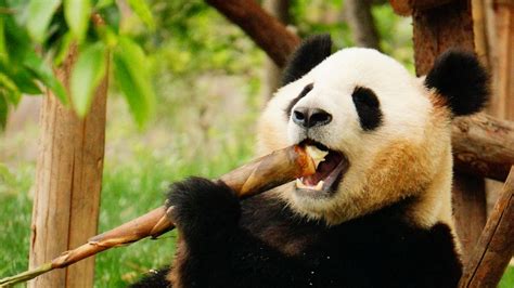 Download Wallpaper 1600x900 Panda Animal Bamboo Funny Cool