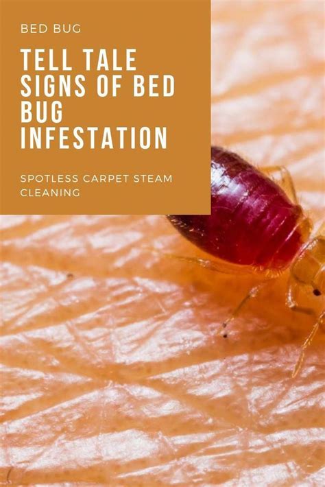 Signs Of Bed Bugs Are Easy To Identify On A Light Colored Bedsheet