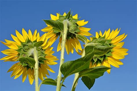 Sunflowers Michael Flickr