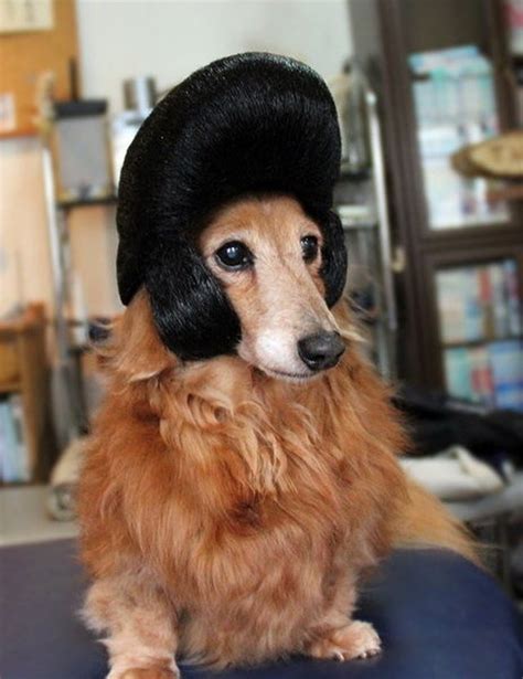 18 Dogs In Wigs Guaranteed To Make Your Mouth Laugh Small Joys