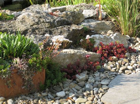 Stark behaarte formen werden auch als silbermantel bezeichnet. Streifzug durch den Garten. Teil1 | Gartenteich, Garten ...