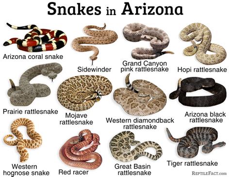 List Of The Common Types Of Snakes In Arizona