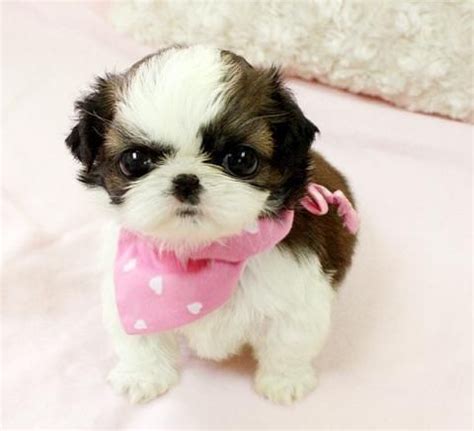 Patty's pups has adorable puppies for sale, ready for you to take home today. Shih Tzu Puppies For Sale | Louisville, KY | Shih tzu ...