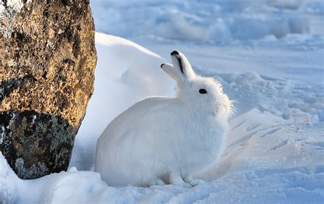 Free Photo Arctic Hare Animal Arctic Hare Free Download Jooinn
