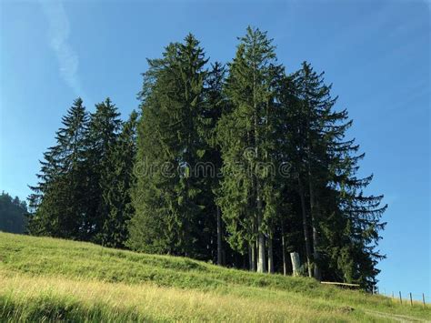 Evergreen Or Coniferous Forests On The Slopes Of The Sihlsee Lake