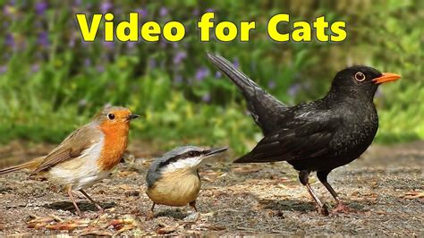 Videos For Cats To Watch Birds From A Cats Perspective 8 Hours Of