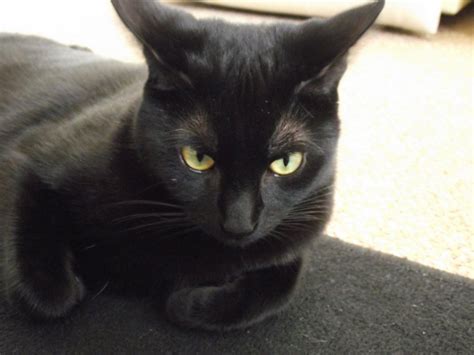 Bombay Cat History Personality Appearance Health And