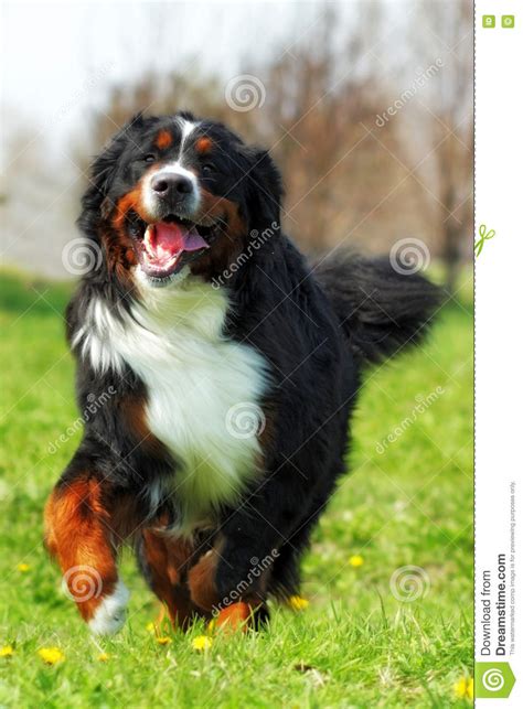 Happy Beautiful Bernese Mountain Dog Runs Are Fun Stock