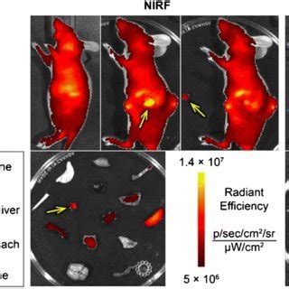 The In Situ Ex Vivo Optical Imaging Of Typical Nude Mice Bearing