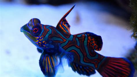 Closeup View Mandarin Fish Neon Colors Underwater Blur Background Hd