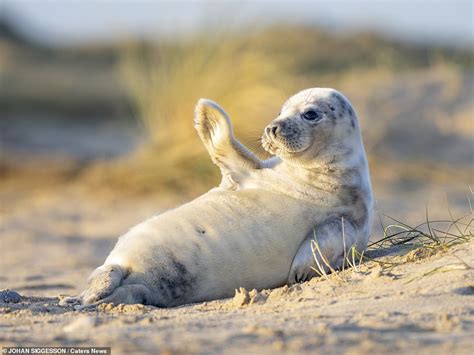 Happy Seal Pup Waves To The Camera In An Adorable Photograph Taken At A