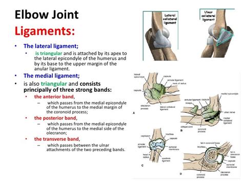 Joints Upper Limb 2nd Lecture10122010