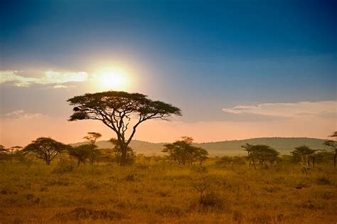 32400 Acacia Tree Africa Stock Photos Pictures And Royalty Free Images