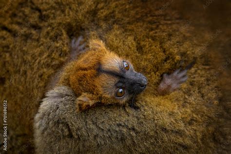 Eulemur Coronatus Crowned Lemur Small Monkey With Young Babe Cub In