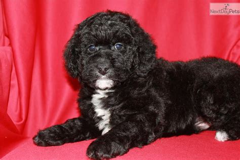 He is a medium golden color and will have a wavy coat. Dogs and Puppies for Sale and Adoption | Oodle Marketplace
