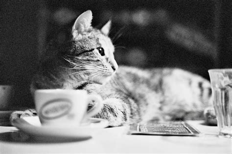 Are you searching for drink coffee png images or vector? Cat drinking coffee | In Amsterdam, of course. | JT ...