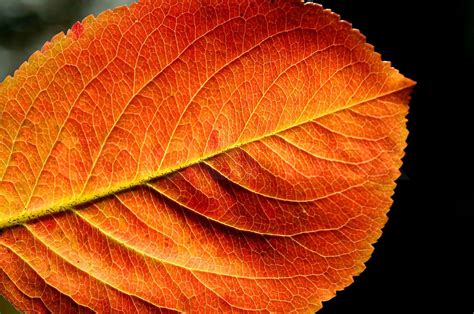 Macro Autumn Leaf With Red And Yellow Colors Stock Image Colourbox