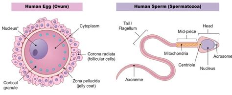 Fertilization Process In Humans The Science Notes