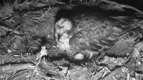 First Osprey Egg Laid At Loch Of The Lowes Scottish Wildlife Trust
