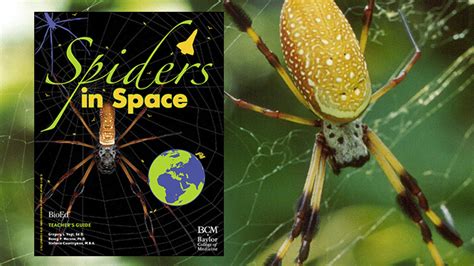 Spiders In Space Bioed Online