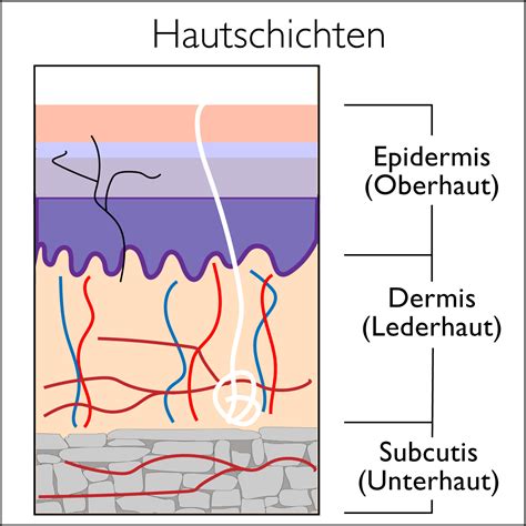 Aufbau Und Funktion Der Haut Einfach Erklärt Tobias Kahrmann