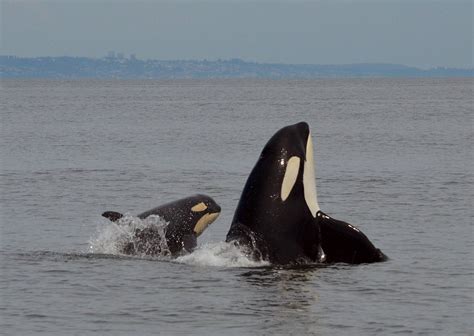 18 Photos Of Orca Calfs Frolicking Around The Pacific Northwest Daily