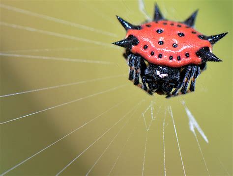 Spiny Orb Weaver Spider Bigger On The Inside Teddi Deppner