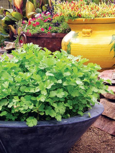 Grow Cilantro The Better Way With Our Clever Growing Guide With Images
