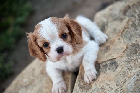 This is how brodie (a little tricolor boy) came to join our family. Cavaliers in Houston - Texas Cavalier Puppies: Puppies ...