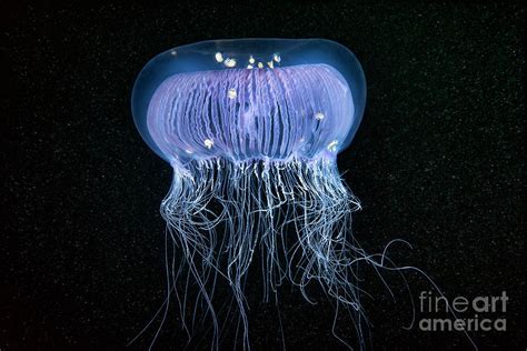 Aequorea Crystal Jellyfish With Amphipods Photograph By Alexander