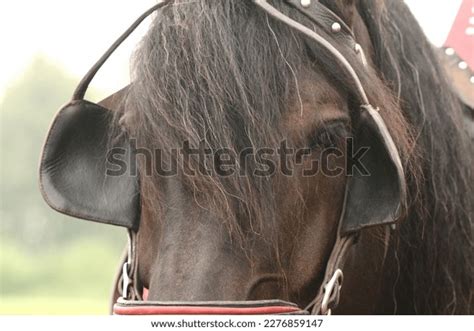 395 Horse Bridle Blinders Images Stock Photos 3d Objects And Vectors