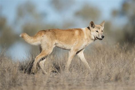 Dingo Stock Image Image Of Outback Country Australian 31421053