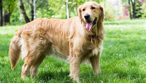 Pinterest Catherinesullivan2017 Dogs Golden Retriever Dog Breeds