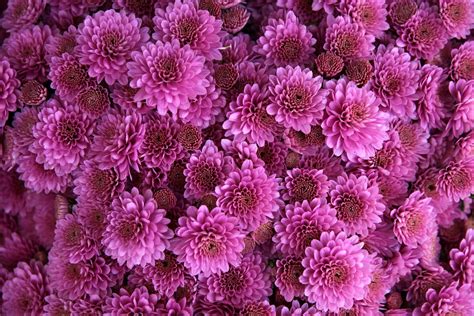 Free Photo Chrysanthemum Flower Pink Purple Free Image On Pixabay