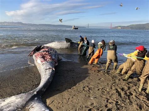 Dead Whales Are Washing Up On Norcal Shores At An Alarming Rate