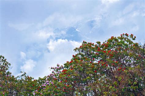 Rhododendron Blooming Trees And Mountain Surrounded By Clouds Stock