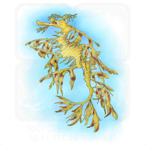 Leafy Sea Dragon Signed Fine Art Print Inkart