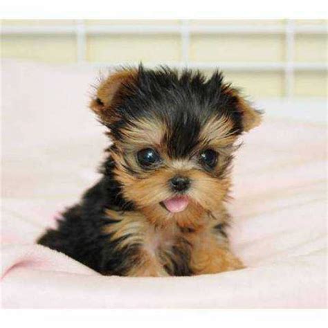 50 Very Beautiful Yorkshire Terrier Dog Photos And Pictures