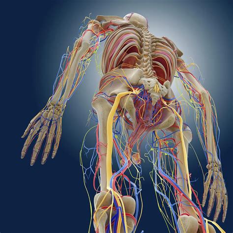 Human Anatomy Photograph By Springer Medizinscience Photo Library