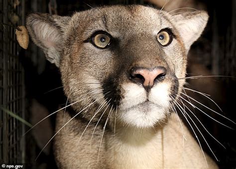 Defects Caused By Cougar Inbreeding Could Lead To Extinction Express