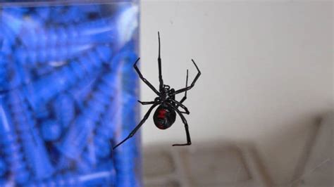 Black Widow Spider Pictures Az Animals